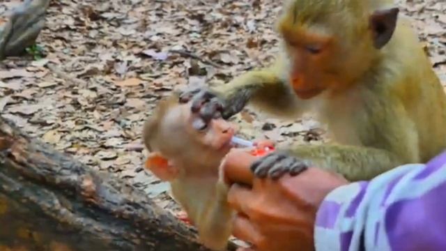 Обычный день Baby monkey Lily    1000005724.mp4