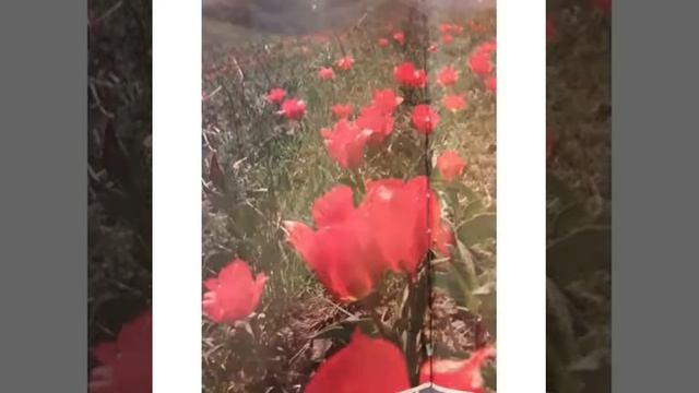 Ақсу -Жабағылы мемлекеттік табиғи қорығына саяхат смотреть онлайн