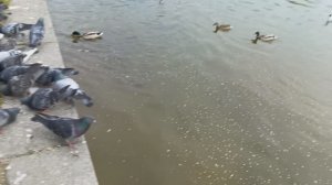 Птички и рыбки - снято на BL7000 - продолжение следует... выложено без обработки