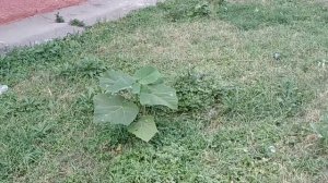 ПАВЛОВНИЯ обзор за 3 года. ТОМЕНТОСА, Шан-Тонг Супергибрид, Z-07 Пао-Тонг