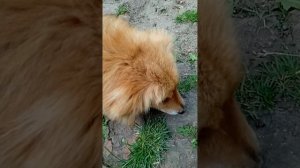 1000009602.mp4 Вкусный огурчик Инна Гетц.