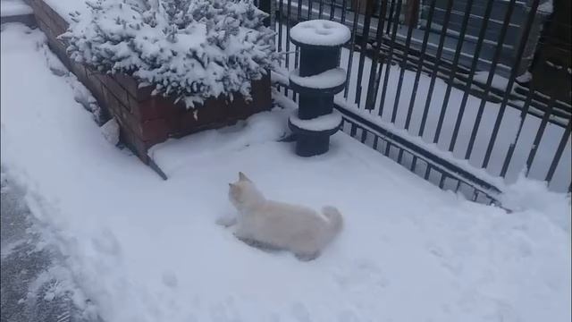 НЯШНОСТЬ! КОТ ИГРАЕТ В СНЕЖКИ! смотреть онлайн