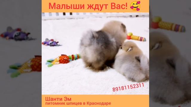 Померашки 2 месяца! смотреть онлайн