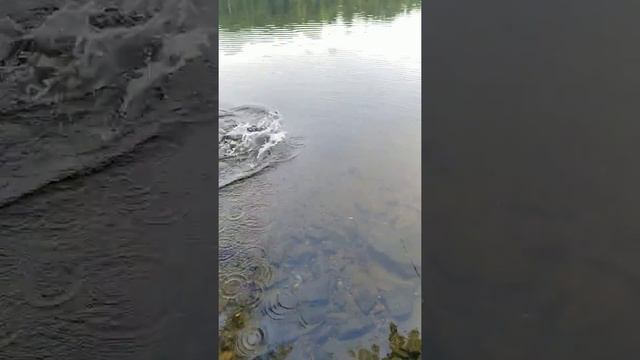 Бешеная рыбалка на карпа смотреть онлайн