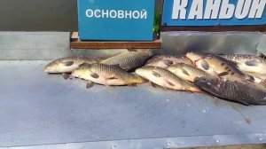Каньон рыбалка.