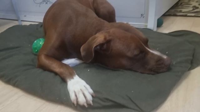 Обиделась Анхель на меня/ что с дачи в город привезли/ Иллашонок молодец без обид смотреть онлайн