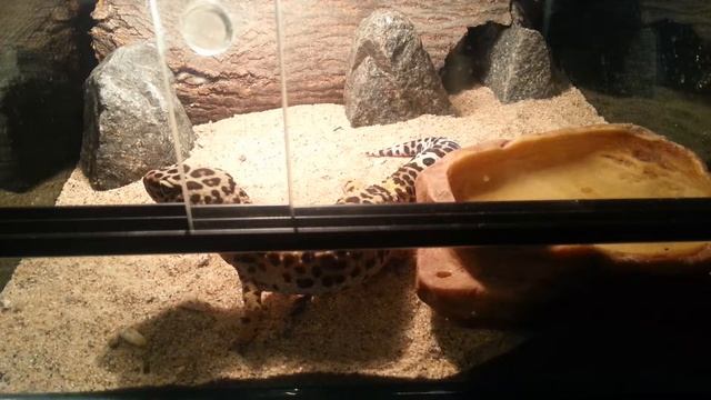 Эублефар пьёт и ест. Leopard gecko drinks water and eats cockroaches. (31.05.2017) смотреть онлайн