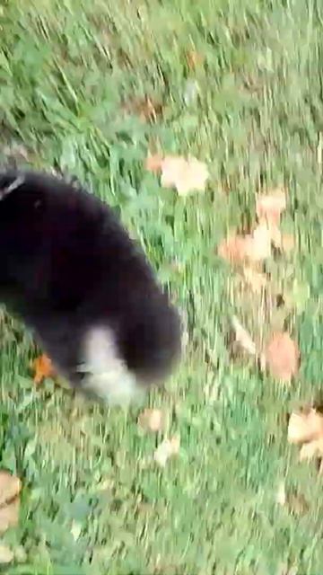 #шпиц#Арк@дий##только купила( г.Тула)он стал моим💯😍🥰😘🥳🤗 Ещё ни разу улицы не видел смотреть онлайн