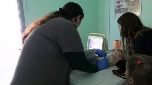 НАША ЧИХУАХУА БЕРЕМЕННА!