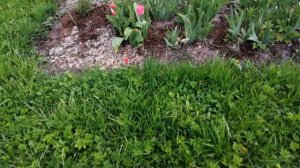 Луковичные, видео 1