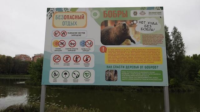 Минск, Серебрянка, бобры на реке. Безопасный отдых. Прогулка вдоль реки. Walking tour. смотреть онлайн
