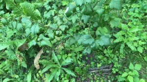 Делаю подкормку для для огурцов из крахмала, дрожжей и золы