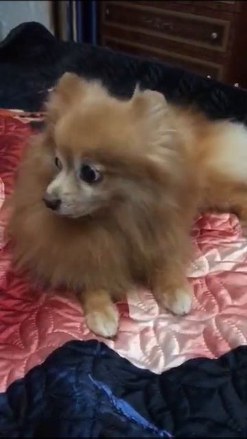 Москва и МО!Шпиц ищет дом!#spitz_team_дейзи в поиске дома. смотреть онлайн