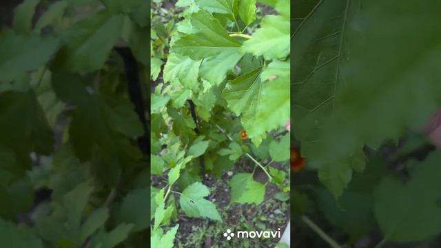 Видео обзор цветов в моем дворе. Хроника жизни. Видео письмо для моих детей. смотреть онлайн