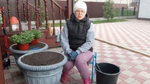 Посадка петунии Тайдал в вазон на 80 литров.