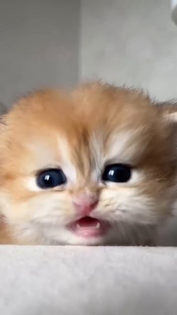 #catshorts #cat #cats #catlover #catvideos #catlovers #catholic #short #shorts#shortvideo #subscribe