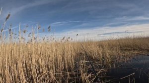 Дикие поклевки карася в камыше на кивковую летнюю удочку, червь + тесто со вкусом ванили