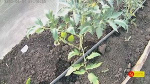 ПОДКОРМКА ТОМАТОВ ЧЕРЕЗ СИСТЕМУ КАПЕЛЬНОГО ПОЛИВА..