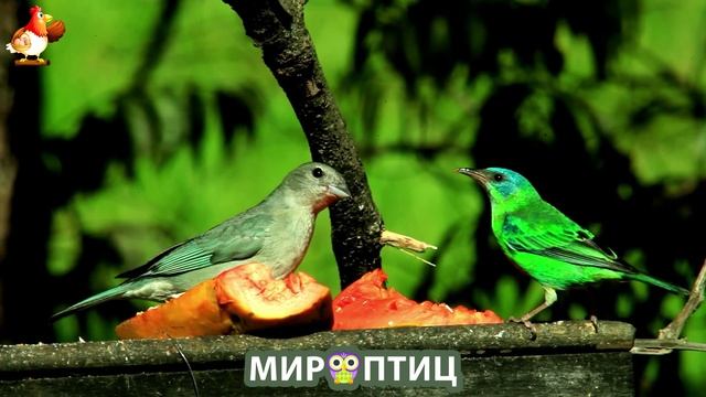Мир птиц – красота и грация пернатых созданий Природы 🦩🦚🦜 Выпуск (127) 🦉🐦🐤