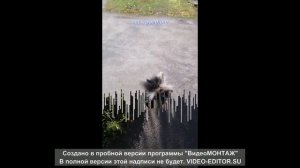 Артист!Во дает!... Шпиц Арчибальт...