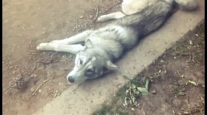 6 июня 2018 г.