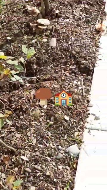 🍄🟫 Грибы у дома смотреть онлайн