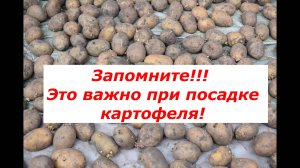 Как подготовить клубни и что кинуть в лунку при посадке картофеля? #овощи #картофель #огород