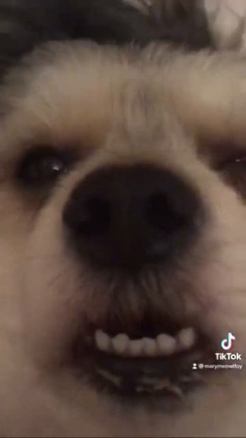 Подстриженная собака