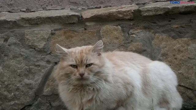 stray beautiful cats, бездомные красивые кошки. смотреть онлайн