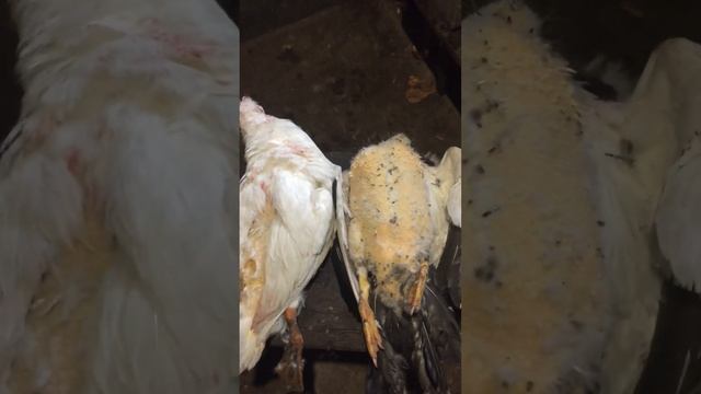 Чому така різниця? Що може бути?🤔😨Відео від Дяді Колі🔥#diy#animal#villagelife#farming#agriculture