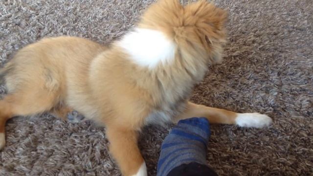 Фрэдди кусает носок#60 смотреть онлайн