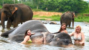 Изумительная Шри-Ланка с её уникальной флорой и фауной