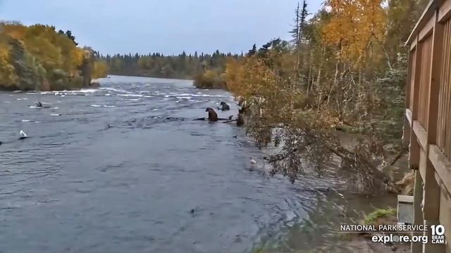 Медведи Катмай (Аляска) - Katmai bears. Brooks Falls ( Alaska) смотреть онлайн