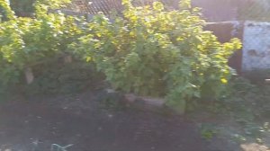 Меняем воду в бассейне, поливаем огород.