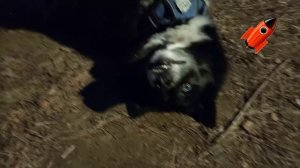 Зайка через 3 2 1