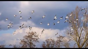 Кайдачакова Дарья, видеоролик по стихотворению Петра Штыгашева "Весна".