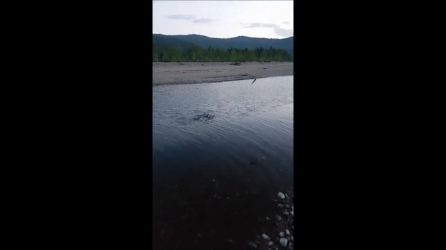 Флай Англер клубын Япон, ОХУ-ын найз загасчидтай хамт Цагаан-Үүр суманд хийсэн аялал 2017-06-15 #2 смотреть онлайн