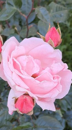 Майская роза🌹
