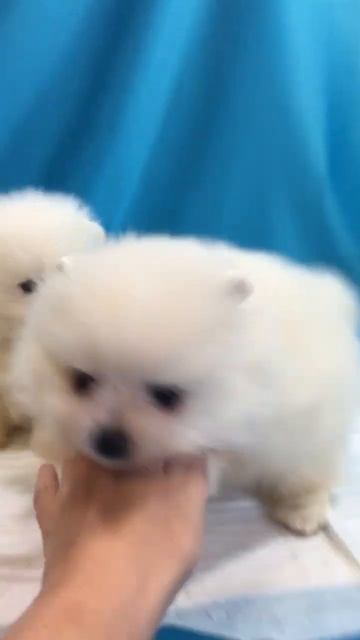 Два белых Шпица часть 2 смотреть онлайн