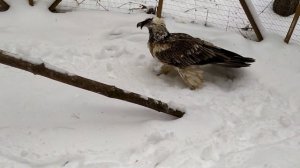 Кто подставил кролика Роджера