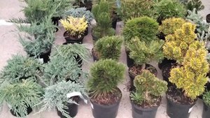 Цветочный рынок Краснодар 15.09.2024г