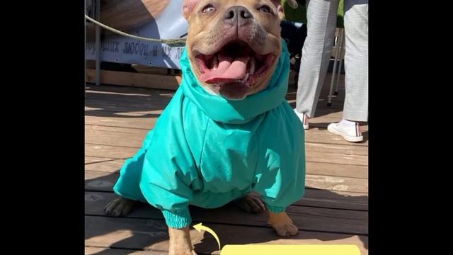 дождевик для собак смотреть онлайн