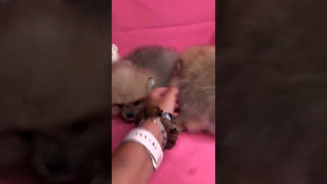 Шпицы мишки продаются смотреть онлайн