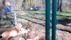 Рысь не дает гладить живот, разъединили рысей.