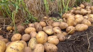 Огромный урожай картофеля на вашем участке