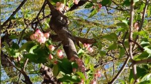 Цветущая  яблоня🌸