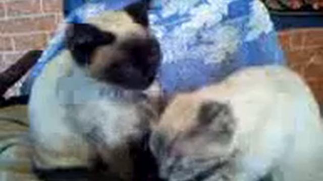 брат и сестра смотреть онлайн