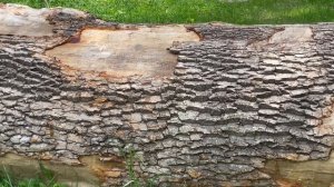 Козельские засеки 16-05-2025