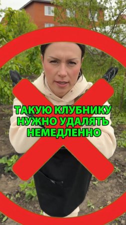 Такую клубнику нужно удалять немедленно!