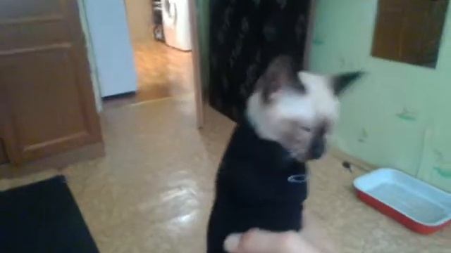 Кошка и носок смотреть онлайн